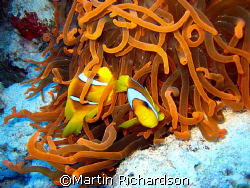 Red Sea Anomone Fish, Sharm el Sheikh by Martin Richardson 